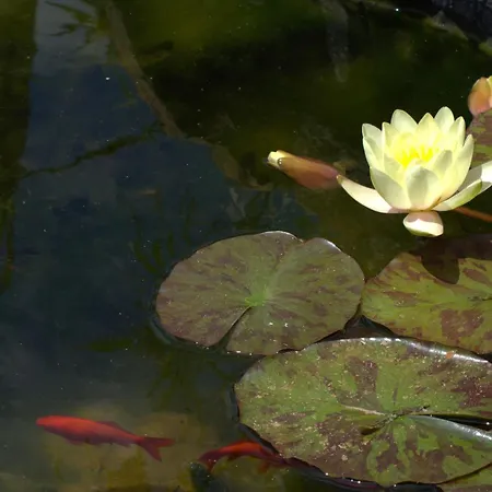 Dei Tigli - Trulli E Relax 别墅 卡斯特拉纳格罗泰